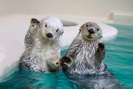 「鳥羽水族館」ご招待
